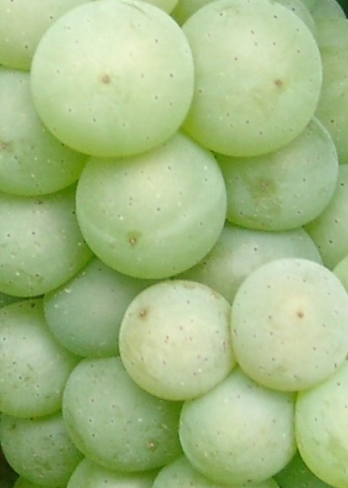 Nobling Beeren 2